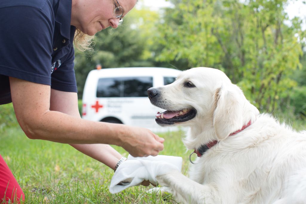 Erste Hilfe am Hund